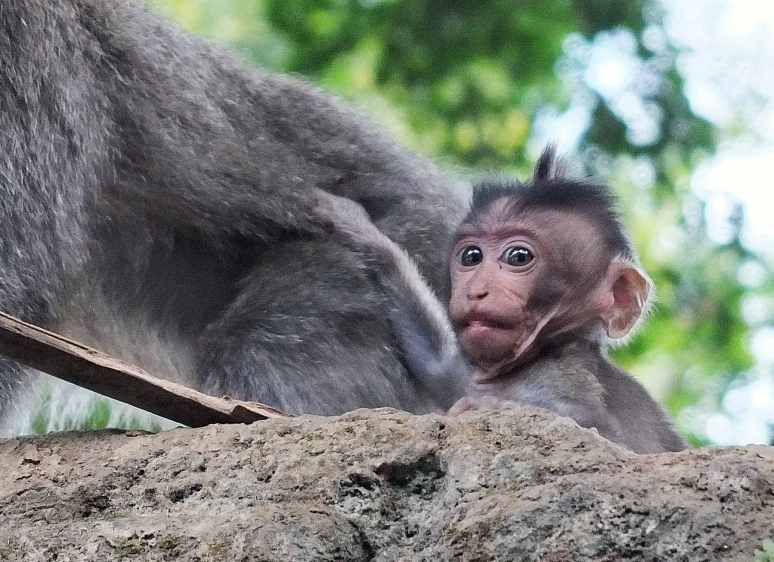 This monkey is incapable of seeing evil because it is so young.