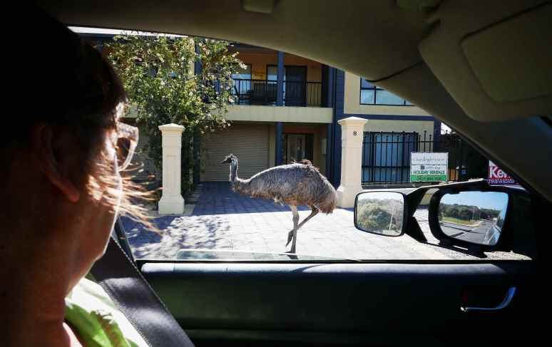 suburban emu s